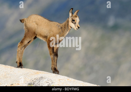 Les jeunes chamois (Rupicapra rupicapra) debout sur la dalle de roche Banque D'Images