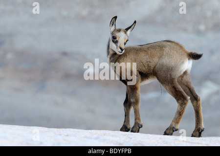 Les jeunes chamois (Rupicapra rupicapra) debout sur la dalle de roche Banque D'Images