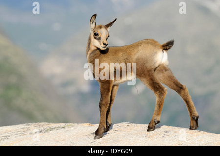 Les jeunes chamois (Rupicapra rupicapra) debout sur la dalle de roche Banque D'Images