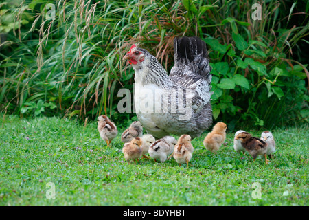 Avec les poussins de la poule Banque D'Images