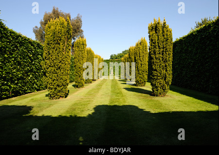 En topiaire the Old Vicarage Gardens ,East Ruston, Norfolk, Royaume-Uni Banque D'Images