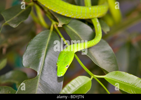 Whip Oriental Serpent, Ahaetulla prasina Banque D'Images