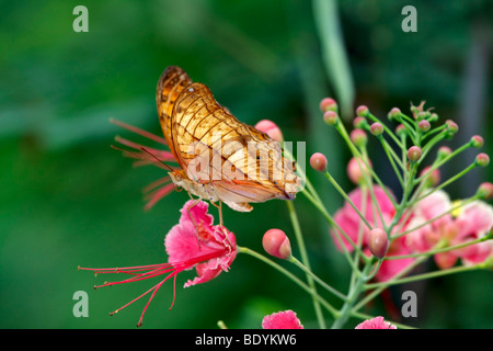 Cruiser papillon, Vindula dejone erotella sur fleur de paon, Caesalpinia pulcherrima Banque D'Images