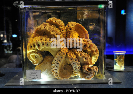 Poulpe (Octopus vulgaris), conservé dans du verre, le Musée d'histoire naturelle de Berlin, exposition sur les récifs coralliens, Musée de l'homme et la nature, Banque D'Images