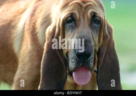 Jeune chien Bloodhound Banque D'Images