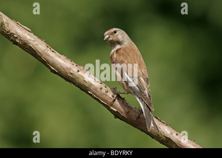 (Linnet Carduelis cannabina), homme Banque D'Images