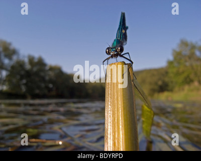 Demoiselle (Calopteryx Banded Demoiselle splendens), homme Banque D'Images