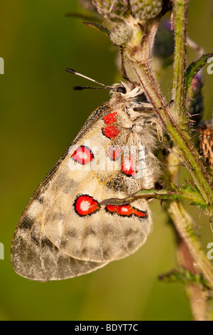 Apollofalter (Parnassius apollo) Apollo, Bade-Wurtemberg, Allemagne Banque D'Images