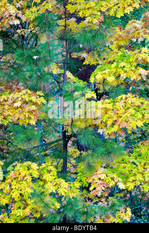 Couleur d'automne Feuille d'érable avec grand arbre Ponderosa. Le Comté de Hood River, Oregon Banque D'Images