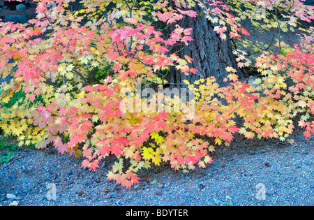 Automne érable de couleur.. Hood River Comté. Oregon Banque D'Images