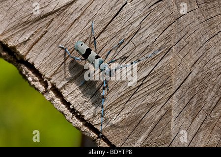 ( Alpenbock Rosalia alpina) Rosalia longicorn,des profils avec bois de hêtre, Jura souabe, Bade-Wurtemberg, Allemagne Banque D'Images