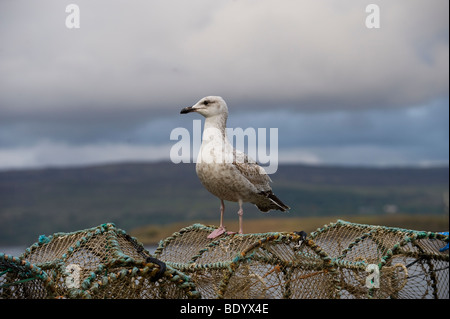 Seagull sur des casiers à homard, Isle of Mull, Scotland, UK, Europe Banque D'Images
