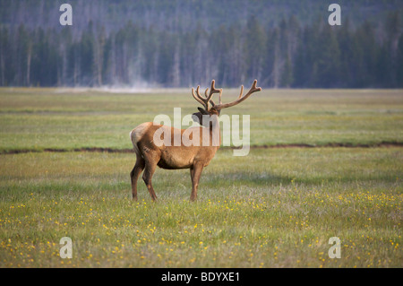 Bull Elk brames au lever du soleil, le Parc National de Yellowstone, Wyoming Banque D'Images