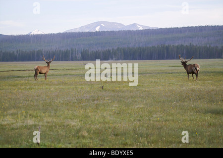 Bull Elk brames au lever du soleil, le Parc National de Yellowstone, Wyoming Banque D'Images