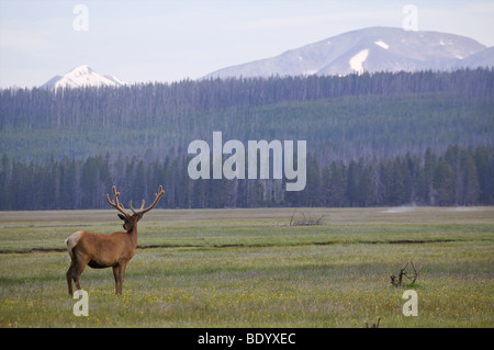 Bull Elk brames au lever du soleil, le Parc National de Yellowstone, Wyoming Banque D'Images