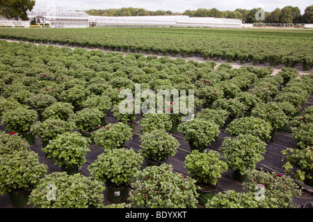 Mamans une pépinière en pleine croissance Banque D'Images