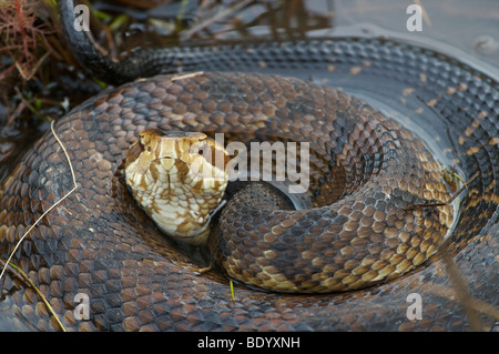 Serpent, Cottonmouth ou l'eau de puits sont visibles note mocassin Banque D'Images