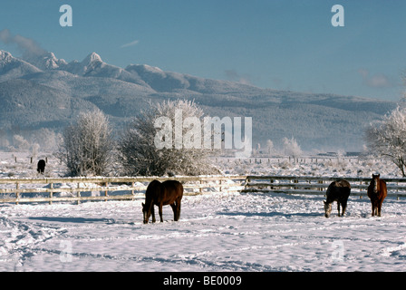 Vallée du Fraser, en Colombie-Britannique, Colombie-Britannique, Canada - chevaux qui paissent dans la neige, Corral, pâturages de montagne Golden Ears ('Coast Mountains') Banque D'Images