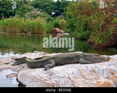 Crocodile Banque D'Images