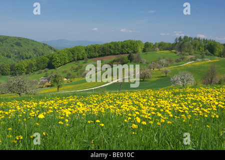 Paysage de printemps en Baselbiet, Bâle-Campagne, Suisse, Europe Banque D'Images