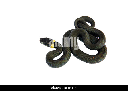 Jeune couleuvre à collier, bague Snake (Natrix natrix) Banque D'Images