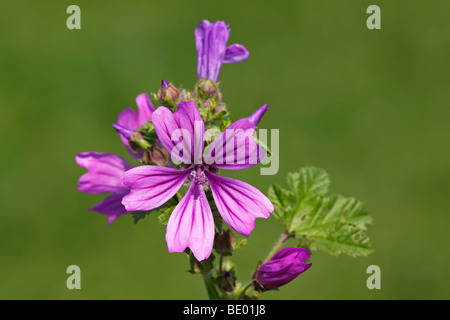 La floraison mauve, bleu mauve haut (Malva sylvestris), plante médicinale Banque D'Images