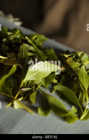 Feuilles de khat, une drogue légale et stimulant cultivé localement et utilisée rituellement - dans le marché de khat à Sanaa, Yémen. Banque D'Images