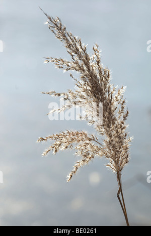 Reed (Phragmites australis, Phragmites communis) dans la lumière du matin Banque D'Images