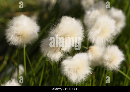 Les linaigrettes (Eriophorum scheuchzeri blanc) Banque D'Images