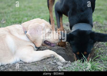 Un labrador retriever et un doberman creusant un trou ensemble Banque D'Images