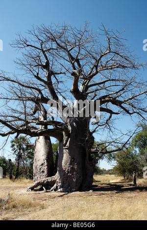 Baobab antique dans la bande de Caprivi, dans le Nord de la Namibie Banque D'Images