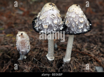 Inkcap Coprinus comatus, Shaggy, champignons comestibles Banque D'Images