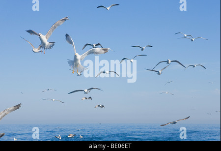 Vol de mouettes au-dessus de la mer Banque D'Images