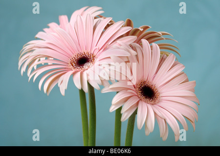 Fleurs de Gerbera Banque D'Images