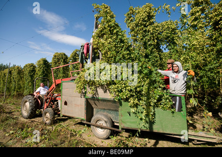 Couper la récolte du houblon dans le Kent Hop Garden Banque D'Images