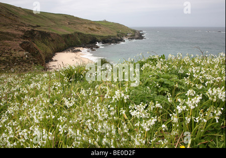 Portheras Cove Cornwall, England, UK au printemps avec les trois poireaux (Allium triquetrum à coins) ou de l'ail sauvage la floraison Banque D'Images