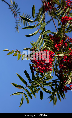 Rowan berries abondante avec fond de ciel bleu, Édimbourg, Écosse, Royaume-Uni, Europe Banque D'Images
