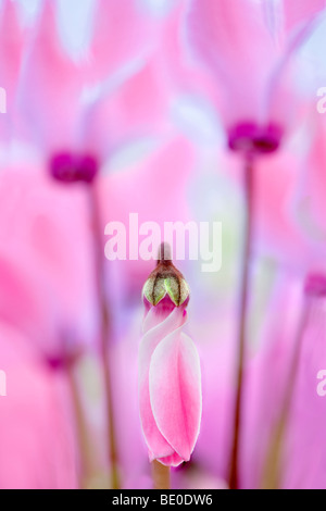 Close up of Pink Cyclaman fleurs. Al's Nursery. Woodburn, Oregon Banque D'Images