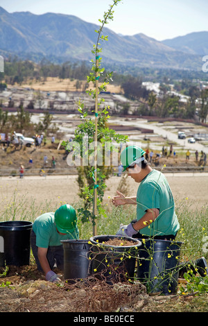 Les bénévoles aident à la plantation d'arbres pour reboiser Stetson Ranch Park à Sylmar après l'incendie dévastateur de 2008. Californie Banque D'Images