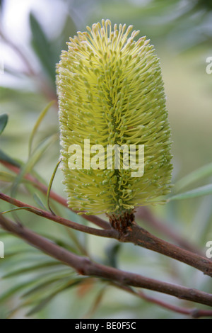 Banksia Banksia côtier de la côte ou, Banksia integrifolia subsp. monticola, Proteaceae, est de l'Australie. Banque D'Images