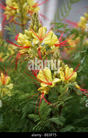 Bush, oiseau de paradis oiseau de paradis désert jaune, oiseau de paradis, ou Barba de Chivo, Caesalpinia gilliesii, Fabaceae Banque D'Images