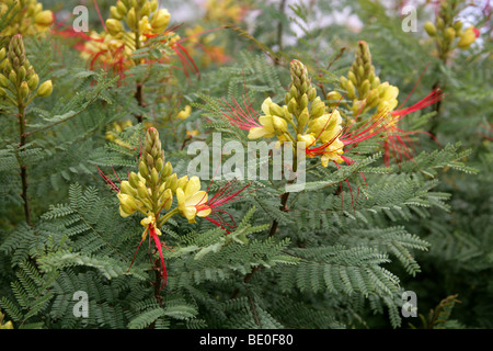 Bush, oiseau de paradis oiseau de paradis désert jaune, oiseau de paradis, ou Barba de Chivo, Caesalpinia gilliesii, Fabaceae Banque D'Images