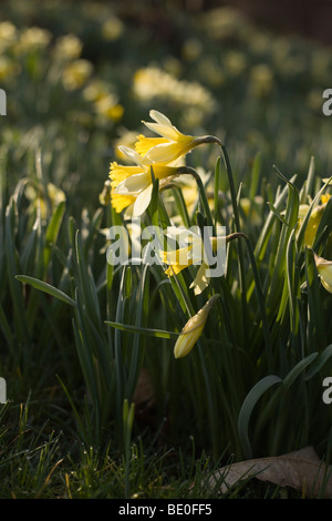 Au printemps de la Jonquille Banque D'Images