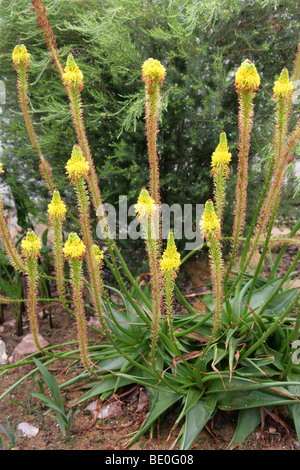 Le chat jaune, rouge queue aka Bulbinella latifolia Bulbinella latifolia var, Asphodelaceae, Province du Cap, Afrique du Sud Banque D'Images