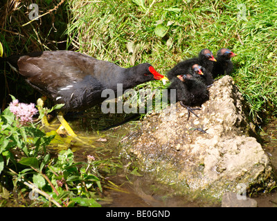 Gallinula chloropus Gallinule poule-d'eau, c'est nourrir les poussins. Banque D'Images