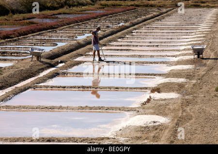 Le sel de l'agriculture, ile de Re, France Banque D'Images