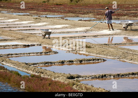 Le sel de l'agriculture, ile de Re, France Banque D'Images