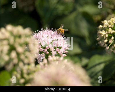 Une abeille la collecte du pollen d'une fleur. Banque D'Images
