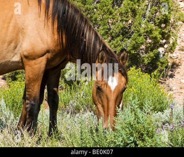 Itinérance dans les Mustangs de Pryor Mountain gamme cheval sauvage dans le Wyoming Banque D'Images