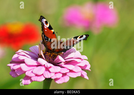 Peacock Inachis io (européenne), sur un dahlia (Dahlia) Banque D'Images